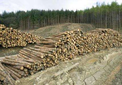 Порошенко разрешил под корень вырубать леса Украины